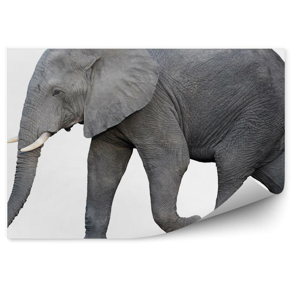 Okleina ścienna Słoń afrykański z boku na białym tle