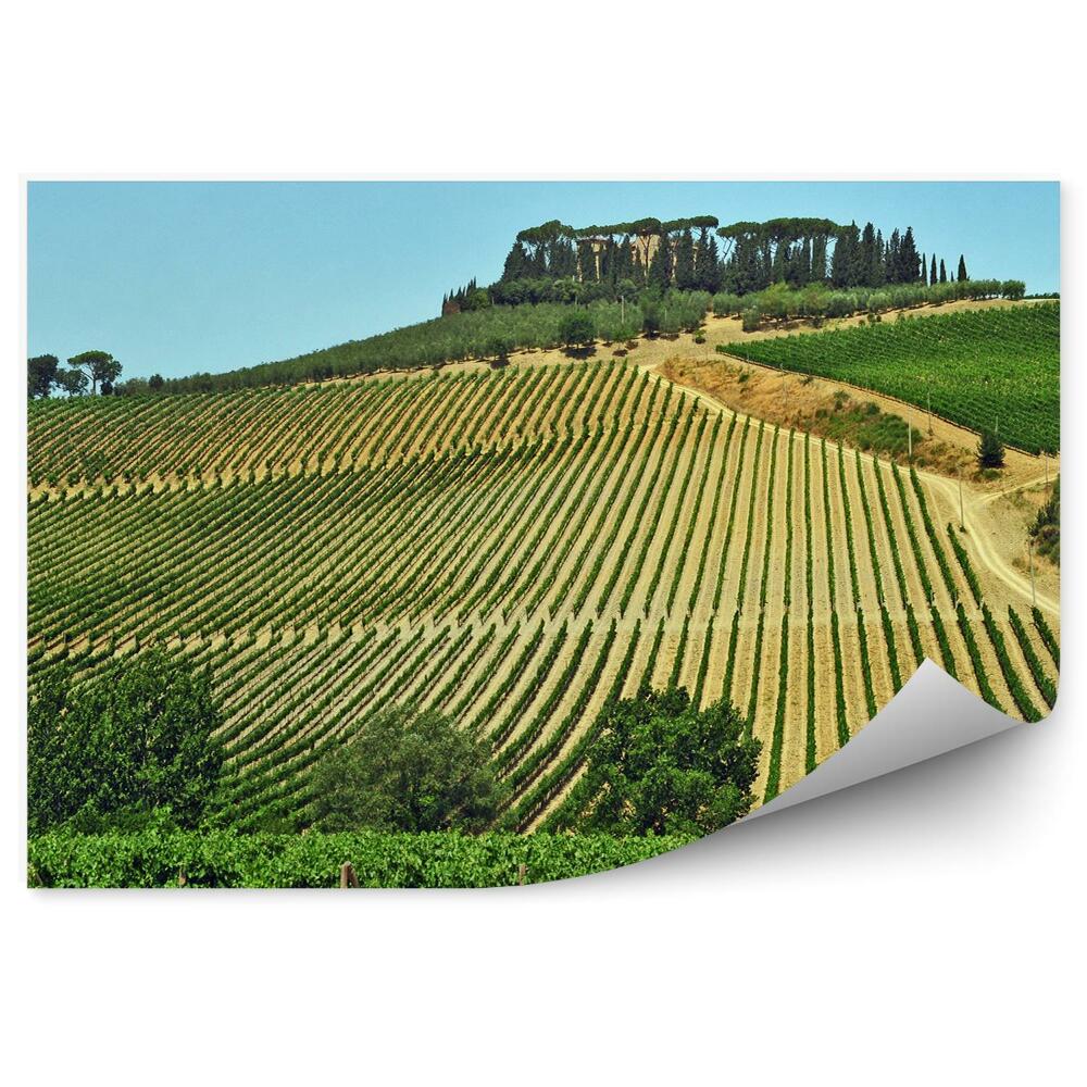 Fototapeta pola winorośli Toskania