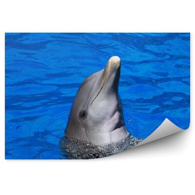 Okleina ścienna Głowa delfina