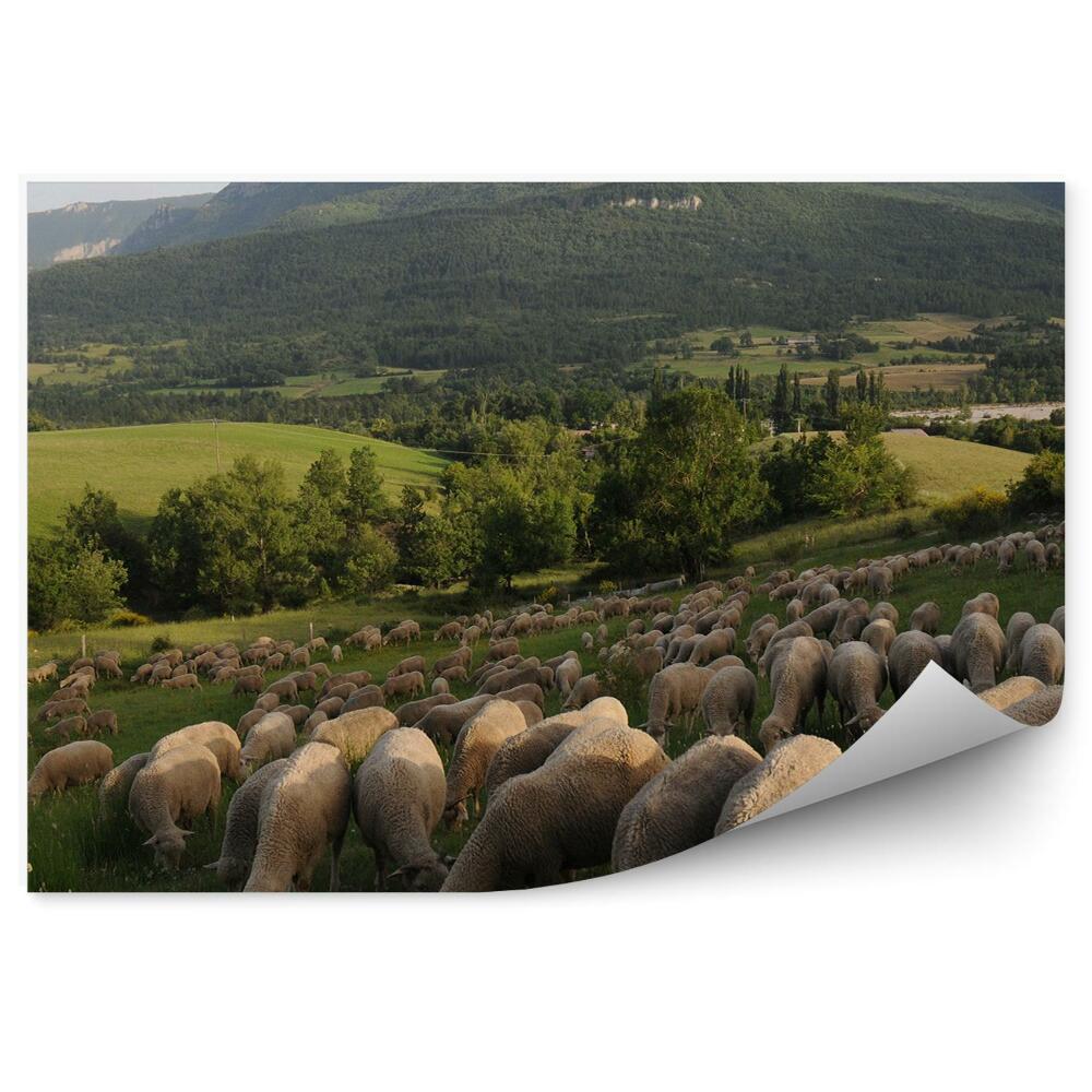 Fototapeta na ścianę góry drzewa zieleń owce Prowansja Francja