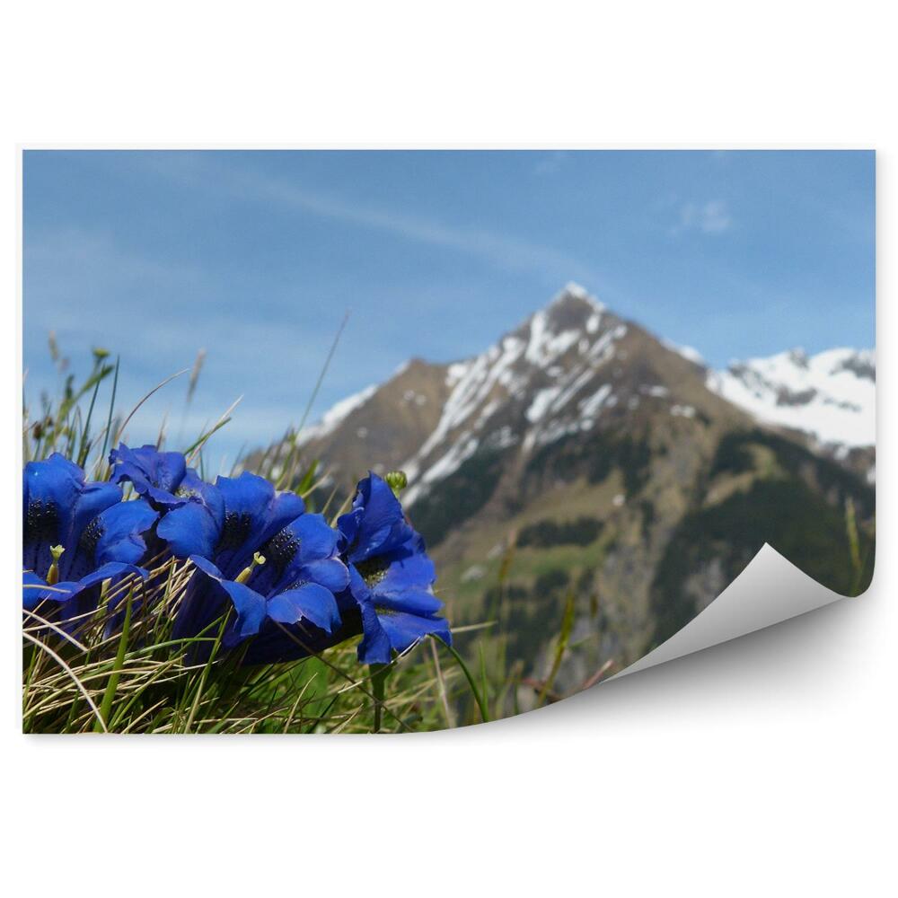 Okleina na ścianę Mont blanc góry zima śnieg trawa kwiaty niebo alpy
