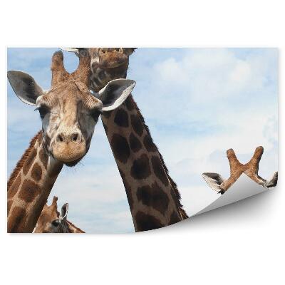 Okleina ścienna Zaciekawione żyrafy