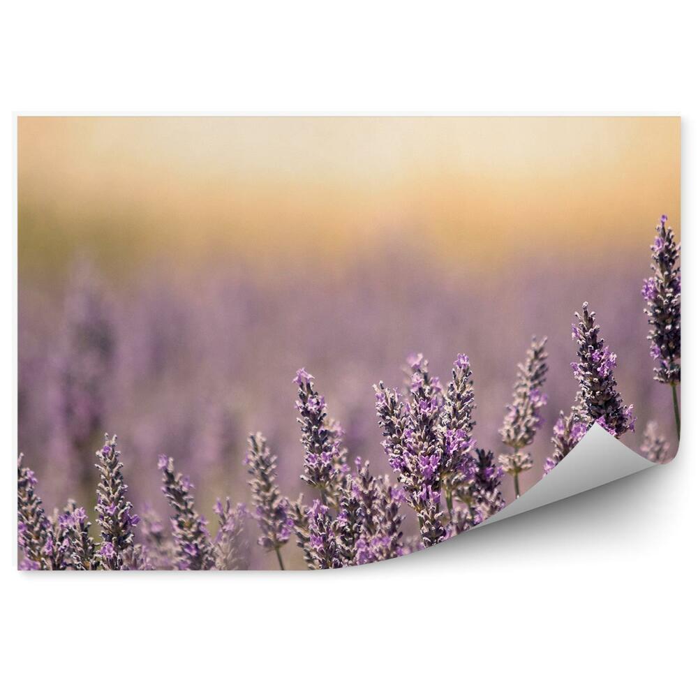 Fototapeta na ścianę Letnia łąka kwiaty lawendy fiolet