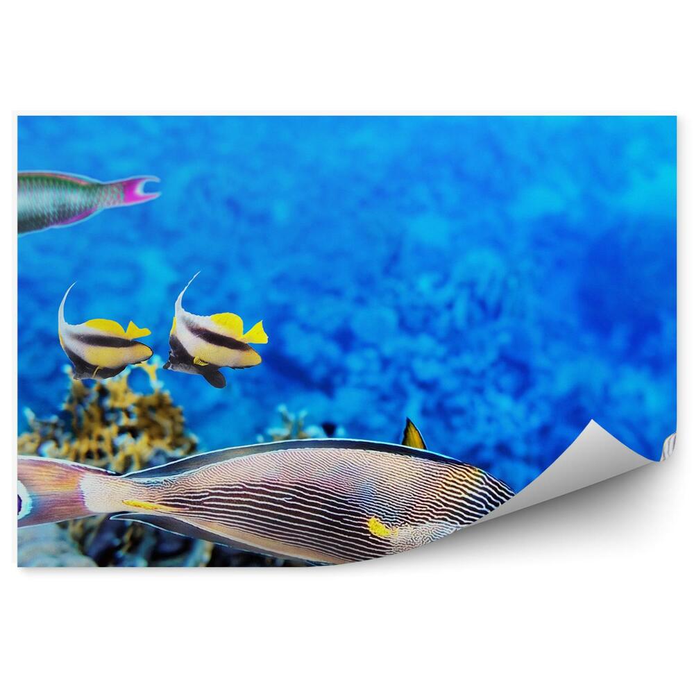 Okleina na ścianę Morze Koralowe ryby zwierzęta