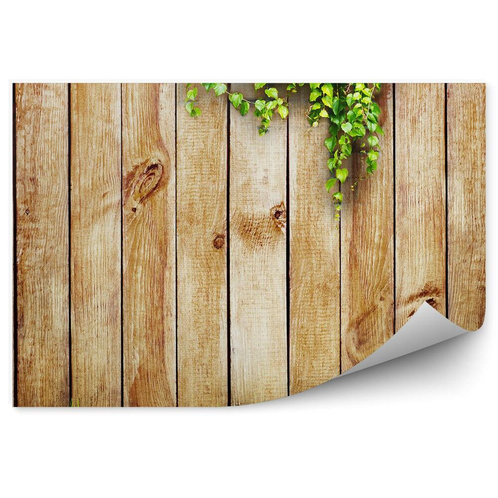 Fototapeta samoprzylepna Drewniane ogrodzenie trawa i bluszcz