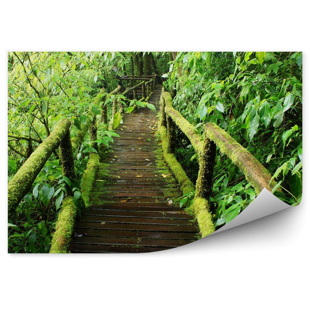 Okleina ścienna Las tropikalny mostek zieleń