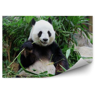 Fototapeta Panda