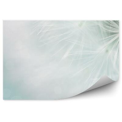 Fototapeta na ścianę Dmuchawce