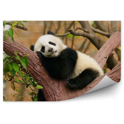 Okleina ścienna Śpiąca panda na pniu