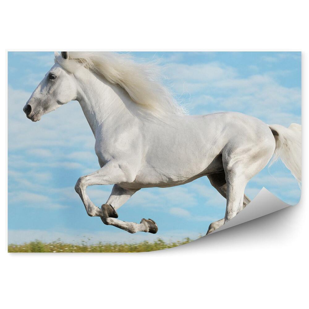 Okleina ścienna Biały biegnący koń grzywa polana trawa błękitne niebo