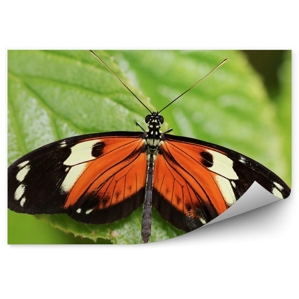 Fototapeta Pomarańczowe czarne skrzydła motyl las deszczowy