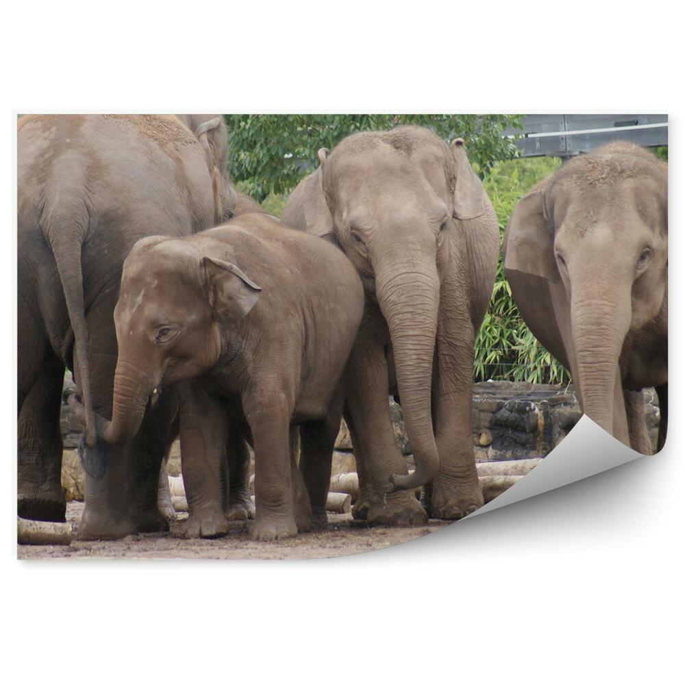 Okleina ścienna Rodzina słoni