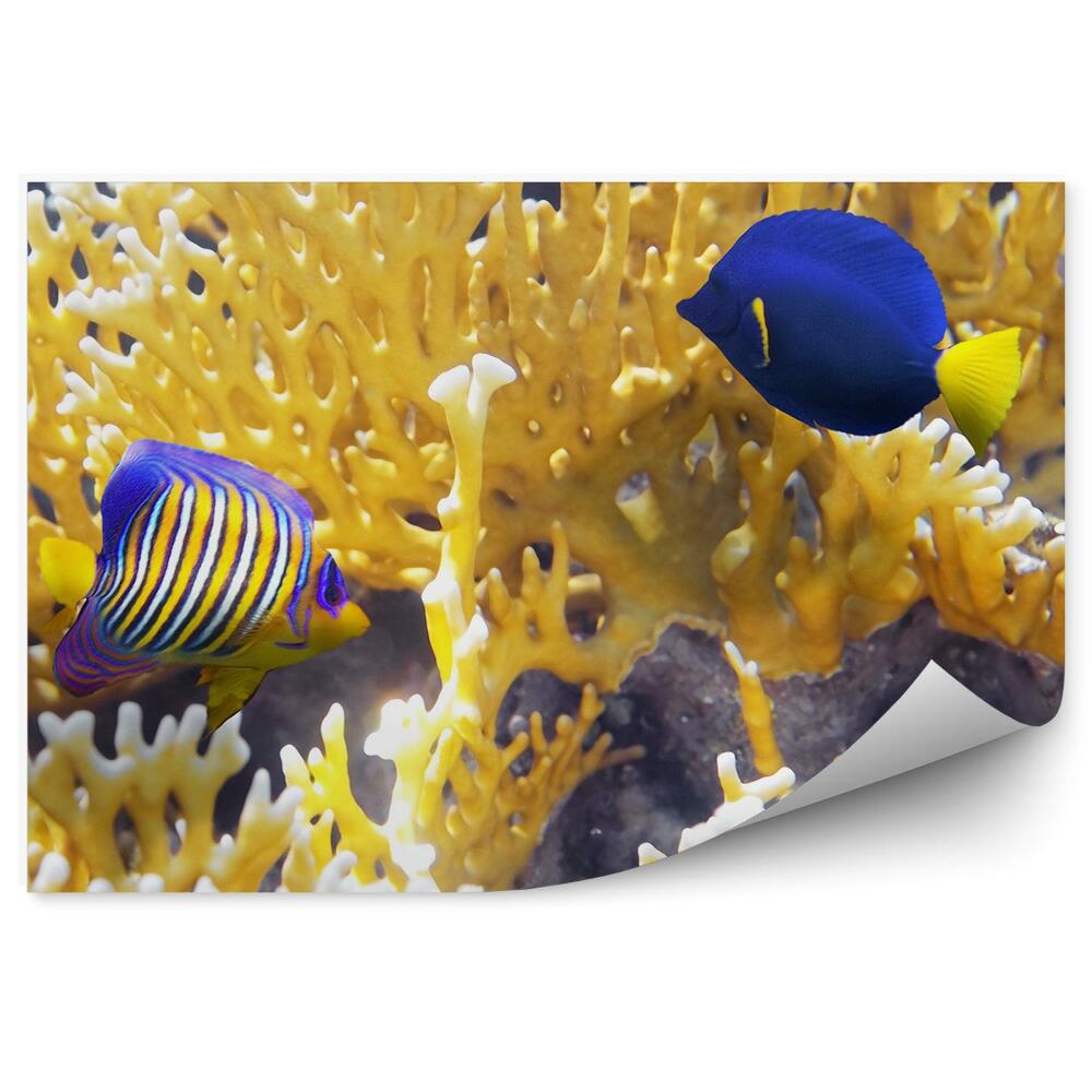 Okleina na ścianę Kolorowe rybki rafa woda podwodny świat