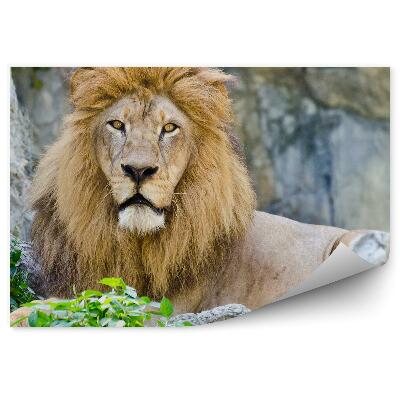 Okleina ścienna Samiec lwa na kamieniu