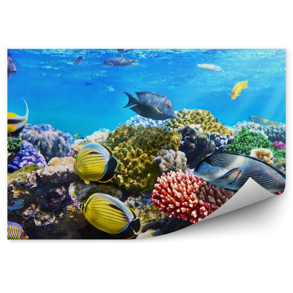 Okleina ścienna Koral ryby zwierzęta podwodny świat