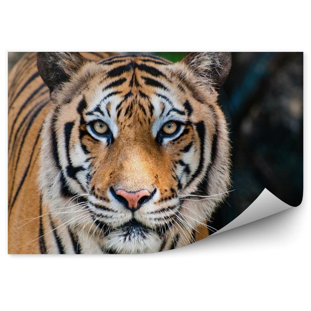 Fototapeta Wielki tygrys bengalski