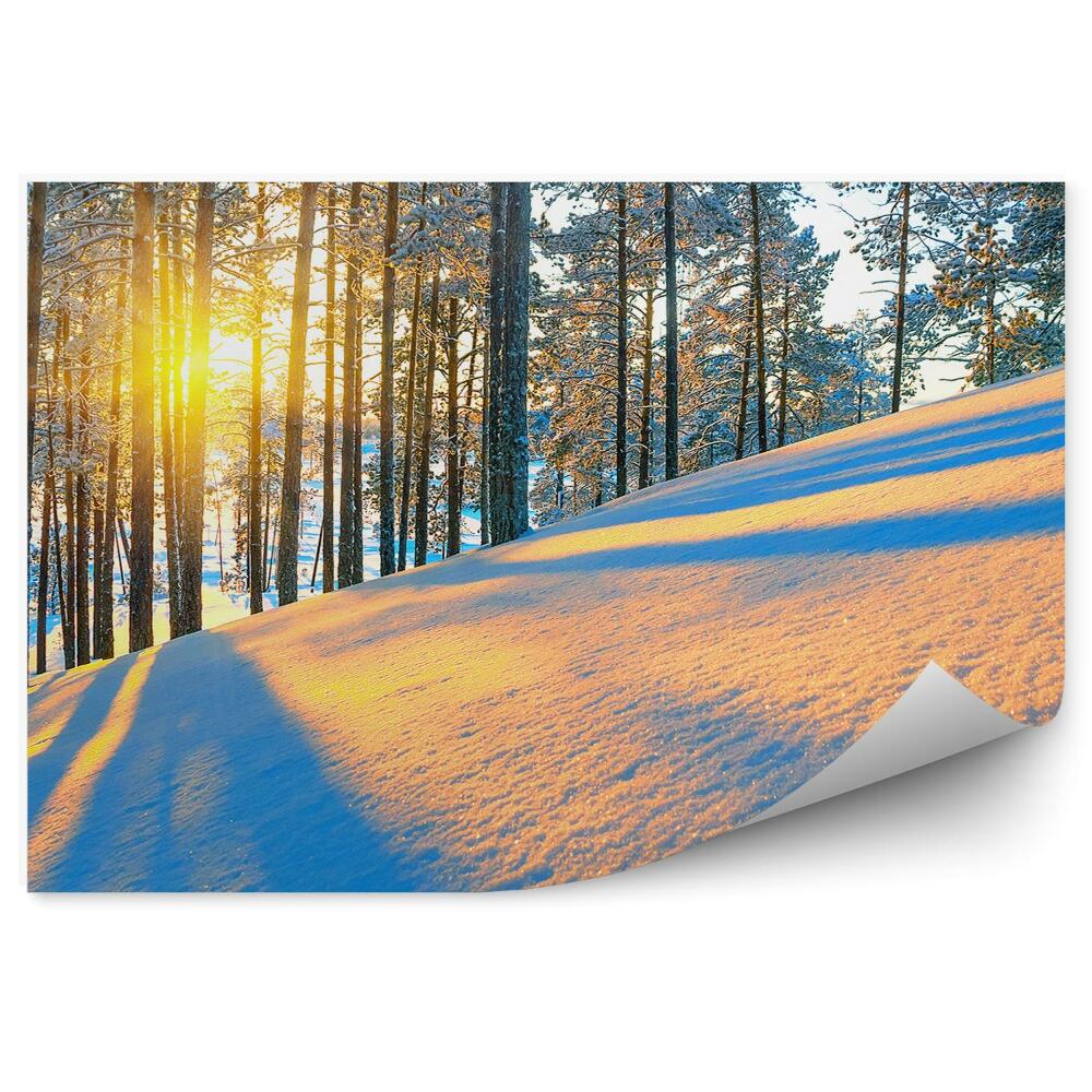 Fototapeta Zimowy las iglasty wschód słońca