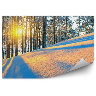 Fototapeta Zimowy las iglasty wschód słońca