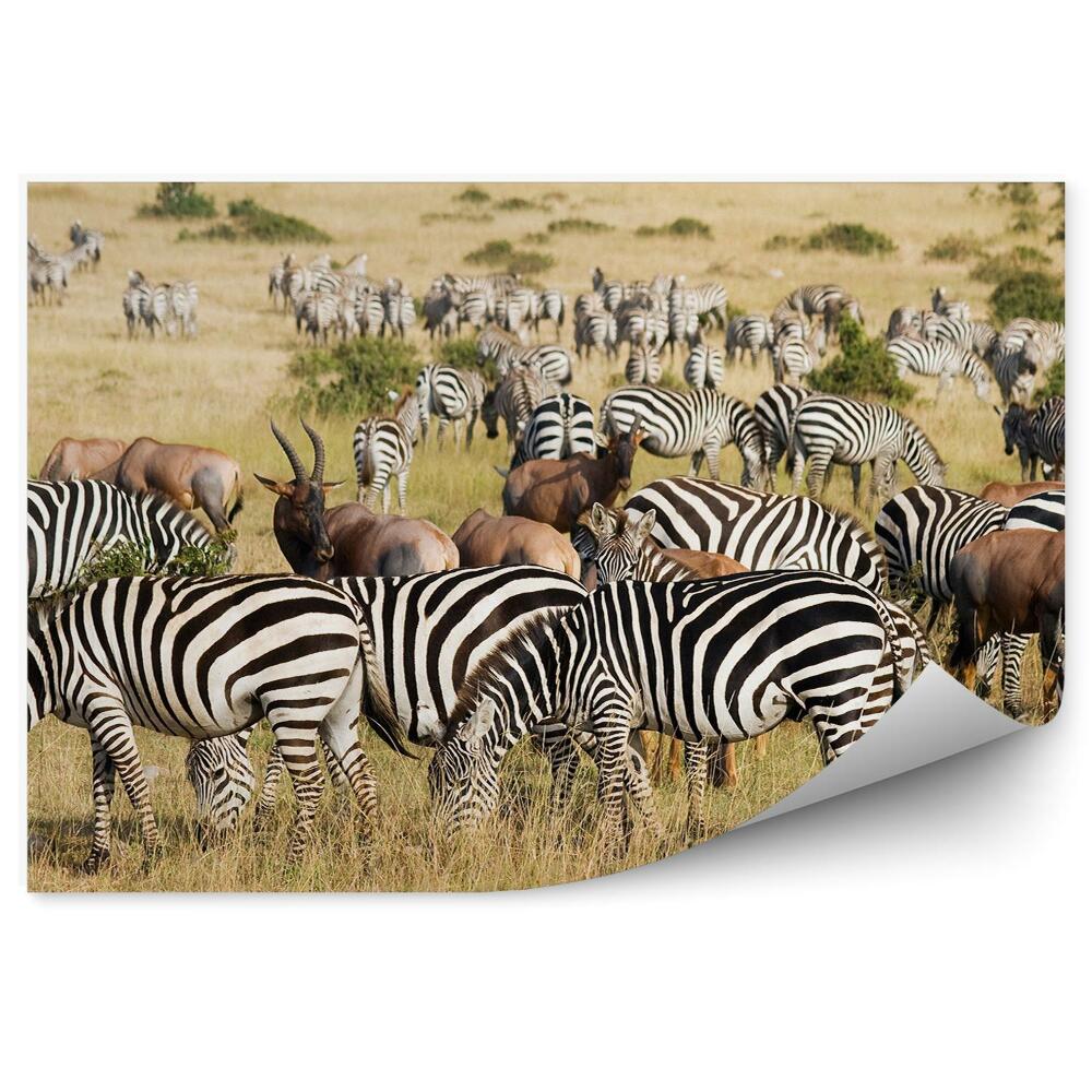 Okleina ścienna Wielka migracja park narodowy zwierzęta zebry