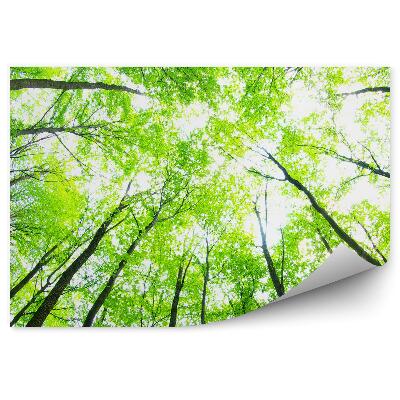 Fototapeta na ścianę Zielone wysokie drzewa perspektywa