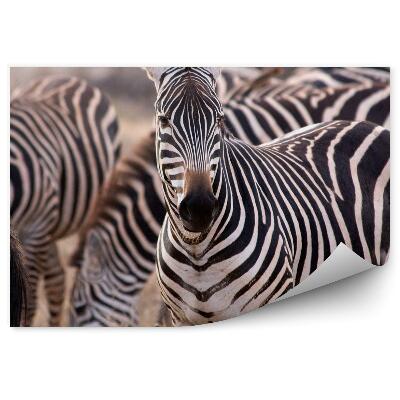 Fototapeta Stado zebr