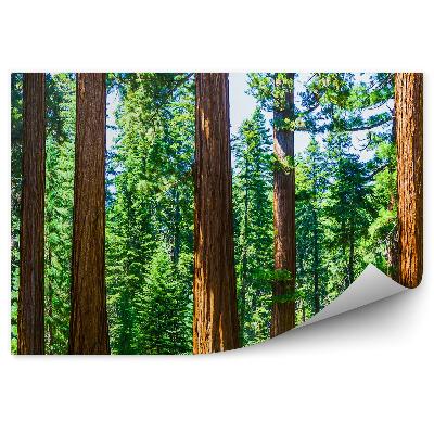 Fototapeta na ścianę Park Narodowy konary drzew zbliżenia choinki