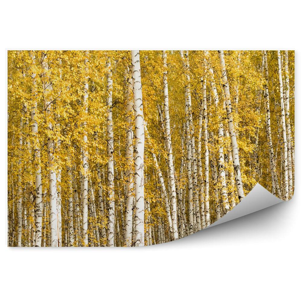 Okleina ścienna Żółte liście brzozy jesień las drzewa