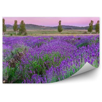 Fototapeta na ścianę Kwiaty lawendy góry drzewa zachód słońca