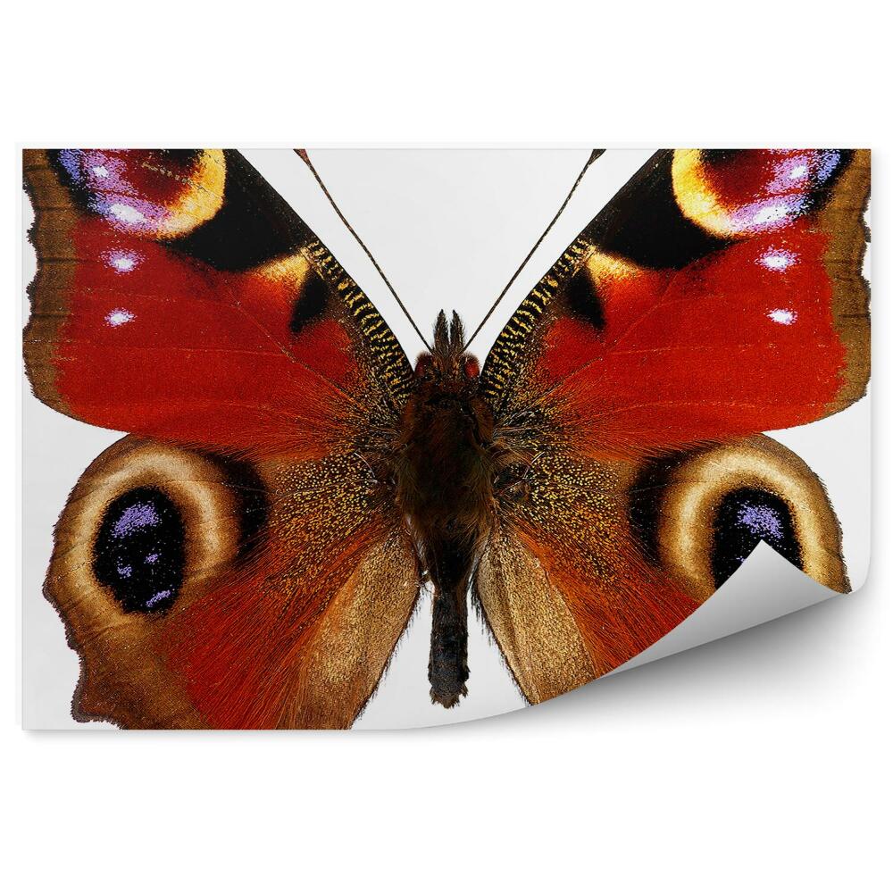 Fototapeta Motyl rusałka pawik czerwony brązowy oczka