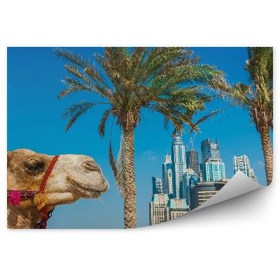 Fototapeta Wielbłąd afrykański palmy miasto plaża