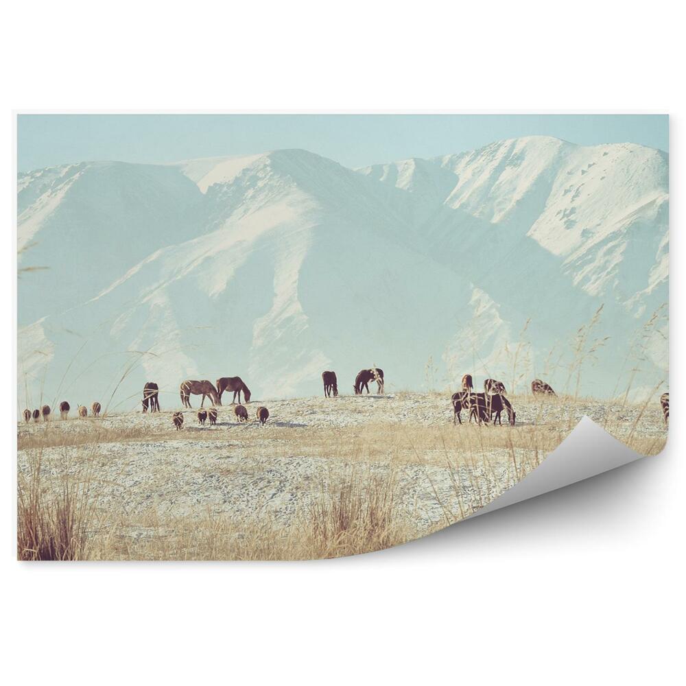 Fototapeta Stado brązowych koni źrebaki trawa góry