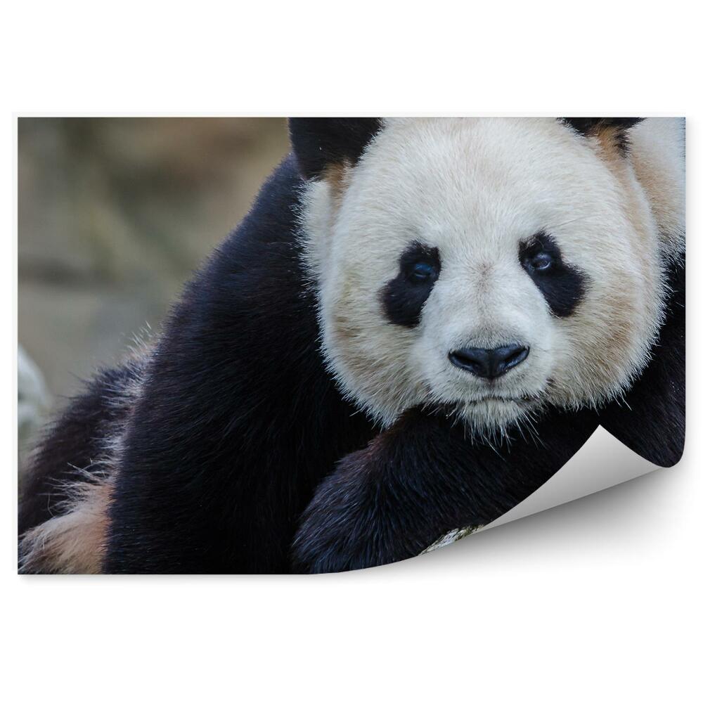 Okleina ścienna Zamyślona panda na kłodach