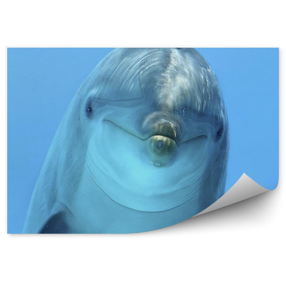 Okleina ścienna Głowa delfina