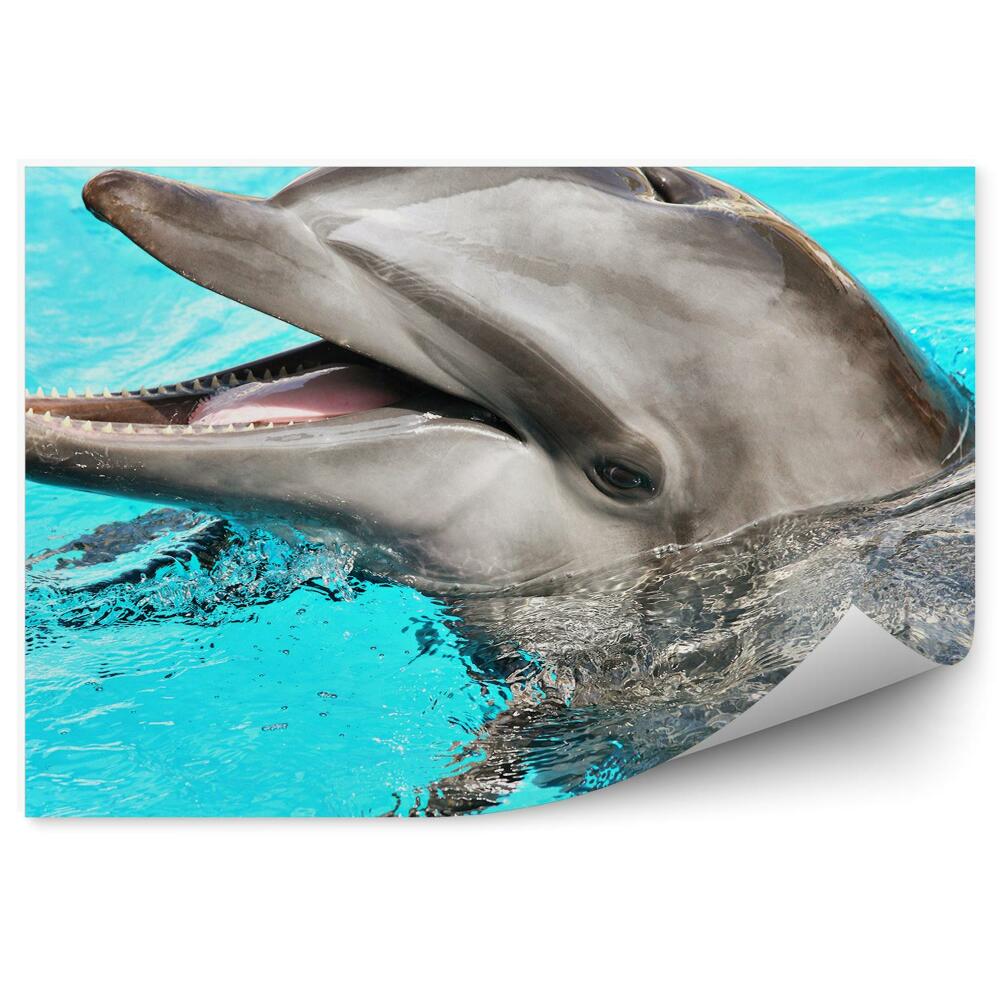 Okleina ścienna Przyjazny delfin