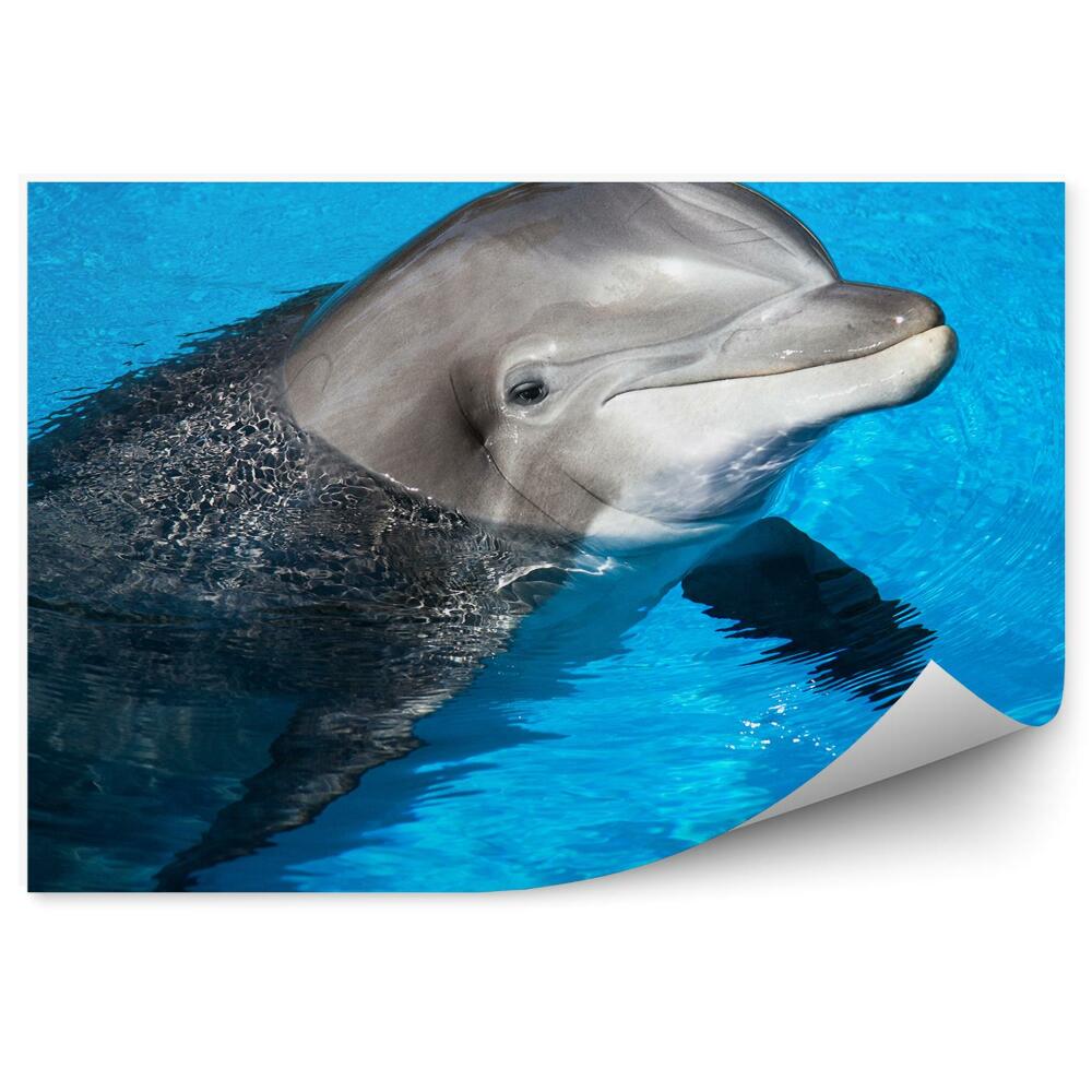 Okleina ścienna Delfin w błękitnej wodzie