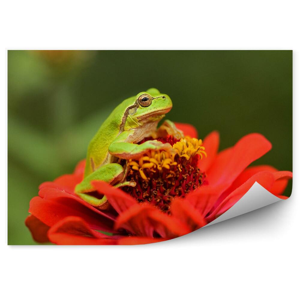 Okleina ścienna Zielona żaba na czerwonym kwiecie
