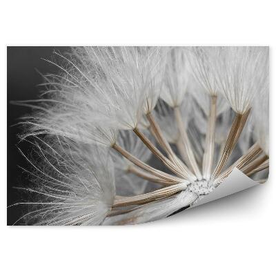 Fototapeta na ścianę Nasiona dmuchawca