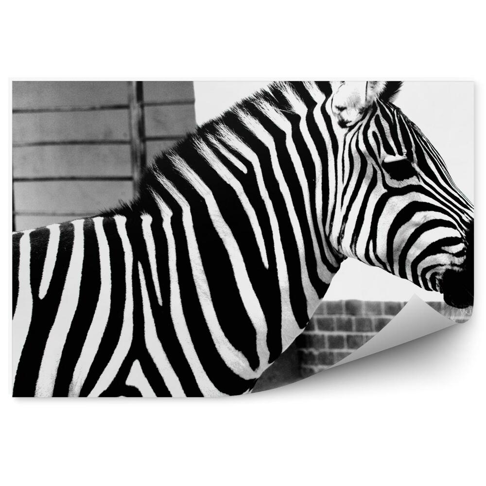 Fototapeta Zebra z bliska na tle ogrodzenia