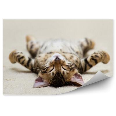 Fototapeta Słodki kotek