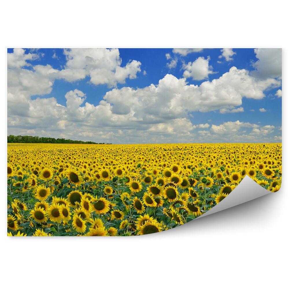 Fototapeta Pole słoneczników niebo chmury kwiaty