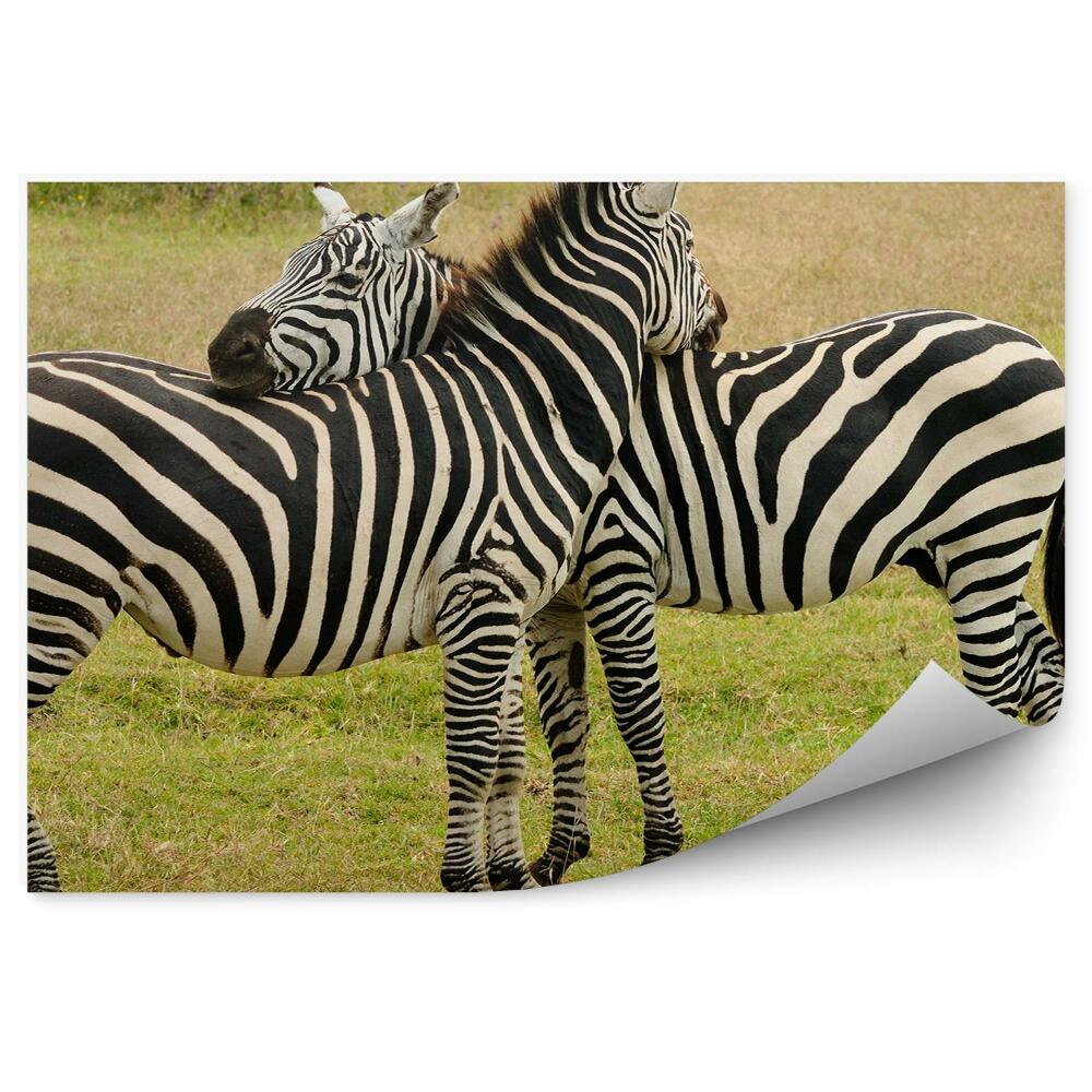 Fototapeta Zebry zwierzęta natura trawa