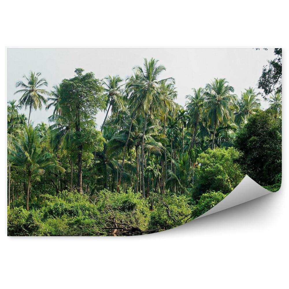 Fototapeta na ścianę Palmy w dżungli jezioro