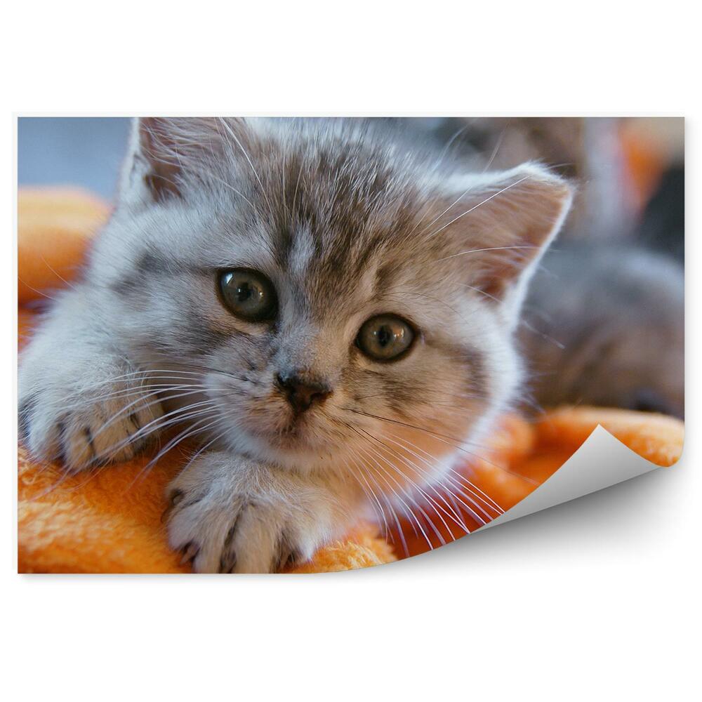 Fototapeta Mały szary kot pomarańczowy koc odpoczynek