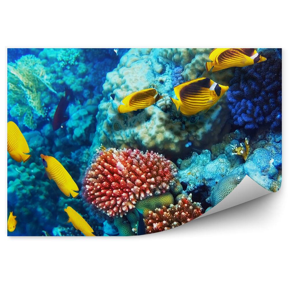 Okleina na ścianę Żółte ryby Morze Czerwone koralowiec