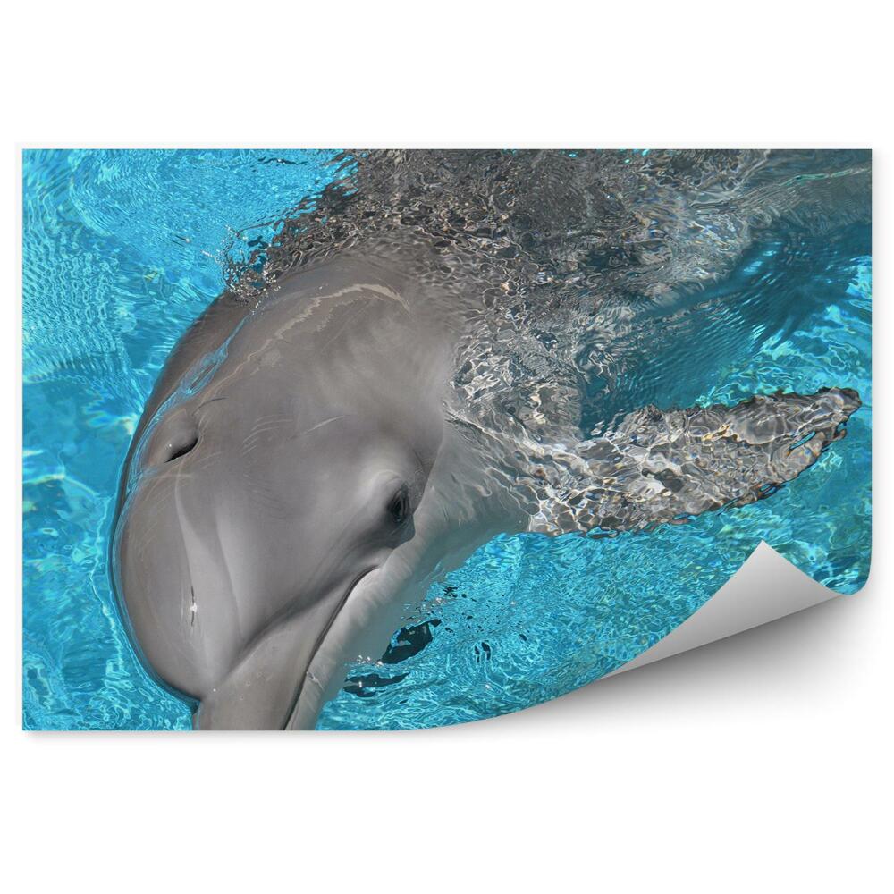 Okleina ścienna Delfin i błękitna woda