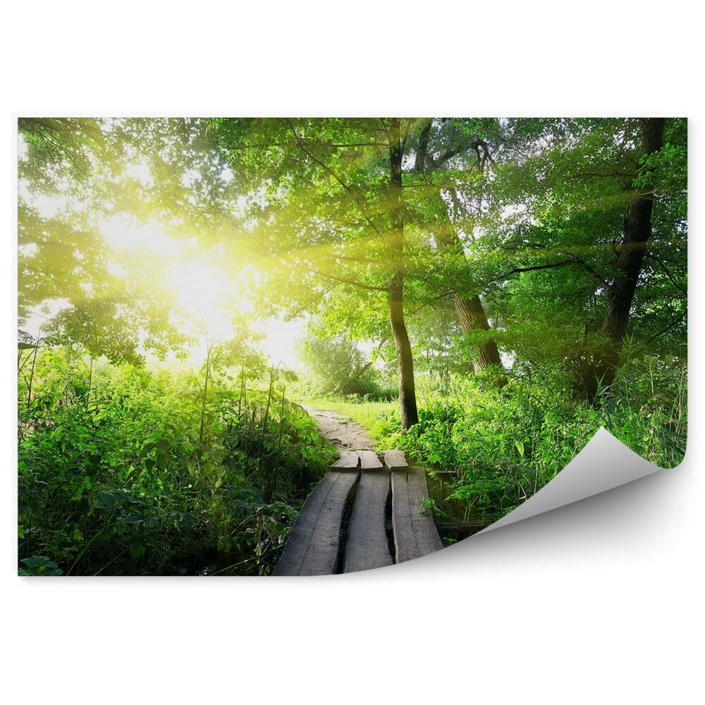 Fototapeta na ścianę Zielona natura drewniany pomost blask światła