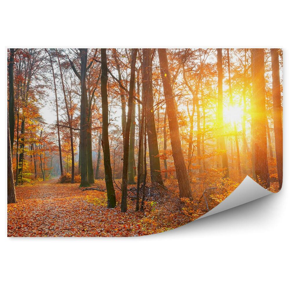 Fototapeta Jesienny las drzewa liście zachód słońca