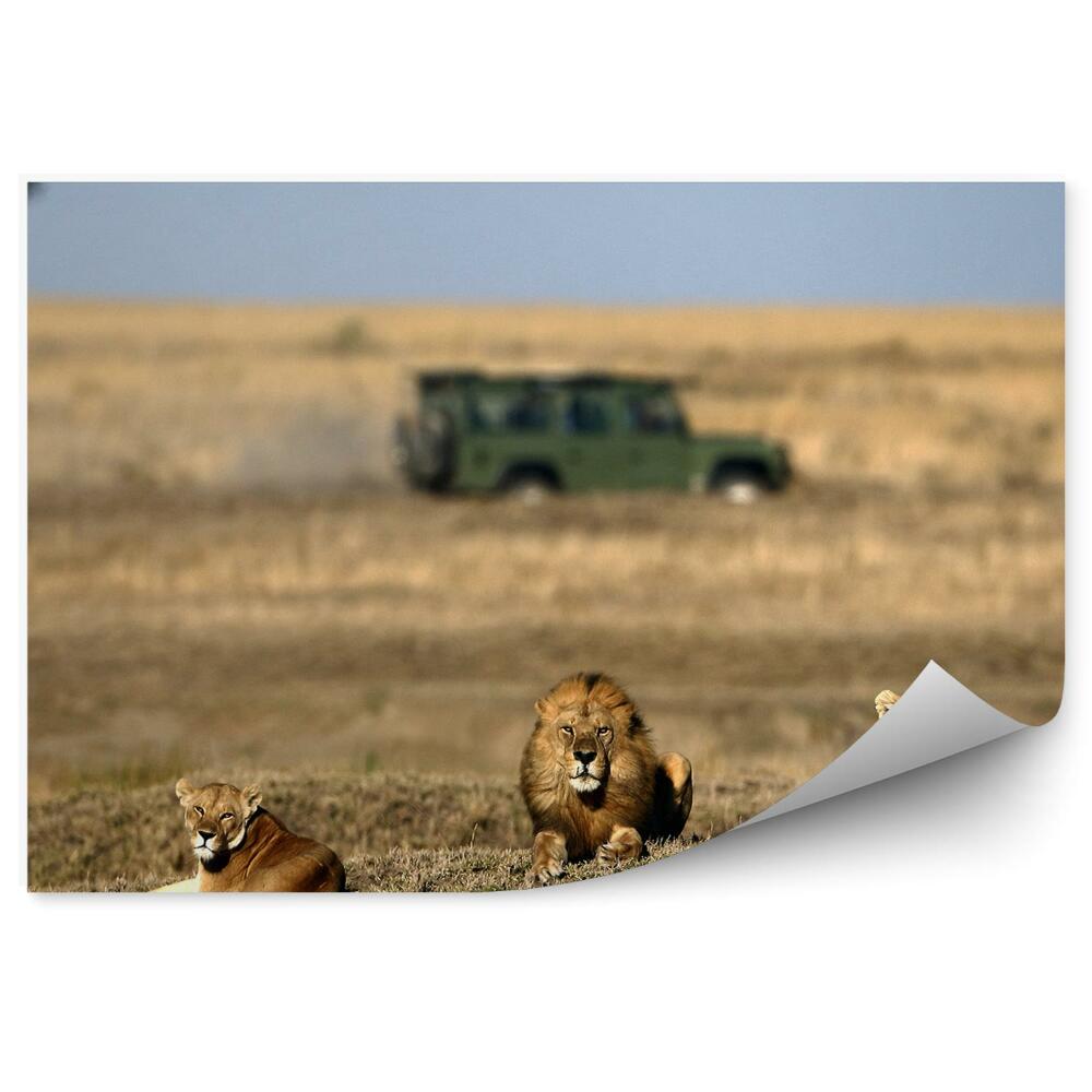 Okleina ścienna Odpoczywające lwy natura zwierzęta safari auto