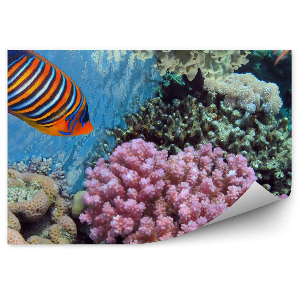 Okleina ścienna Koralowce tropikalne rybki