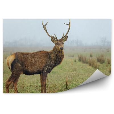 Okleina ścienna Jeleń na łące o mglistym poranku